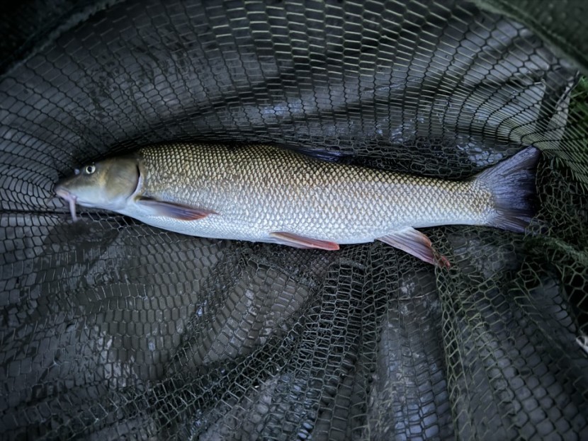 Courtfield barbel - RC from Lydney